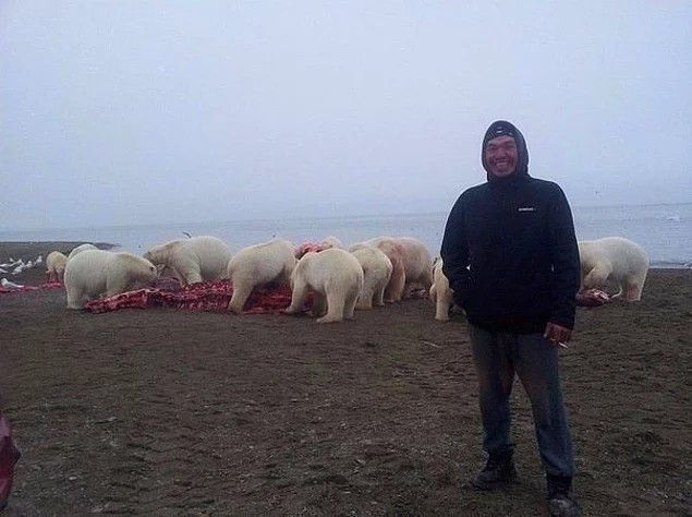 Ảnh chụp ở Bắc Cực, phía sau người đàn ông tươi cười là đàn gấu đang xâu xé xác cá voi