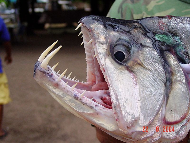 Cá Payara (cá ma cà rồng)