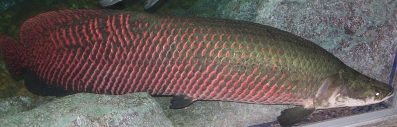 Cá ăn thịt Arapaima