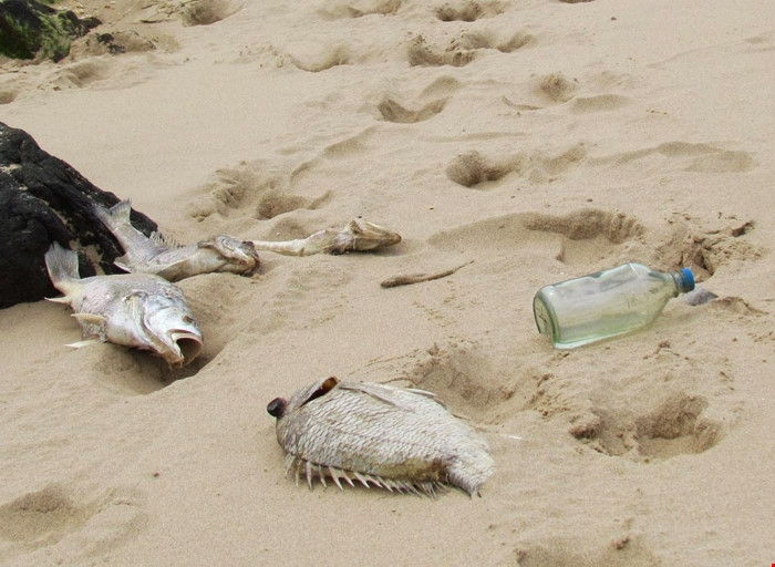 Cá chết hàng loạt ở ven biển 4 tỉnh miền Trung, ngày 6/4/2016