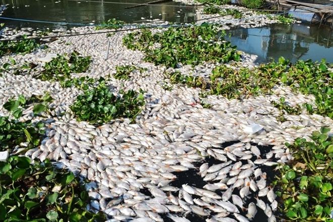 Cá chết hàng loạt trên sông ở miền Tây, ngày 16/2/2016