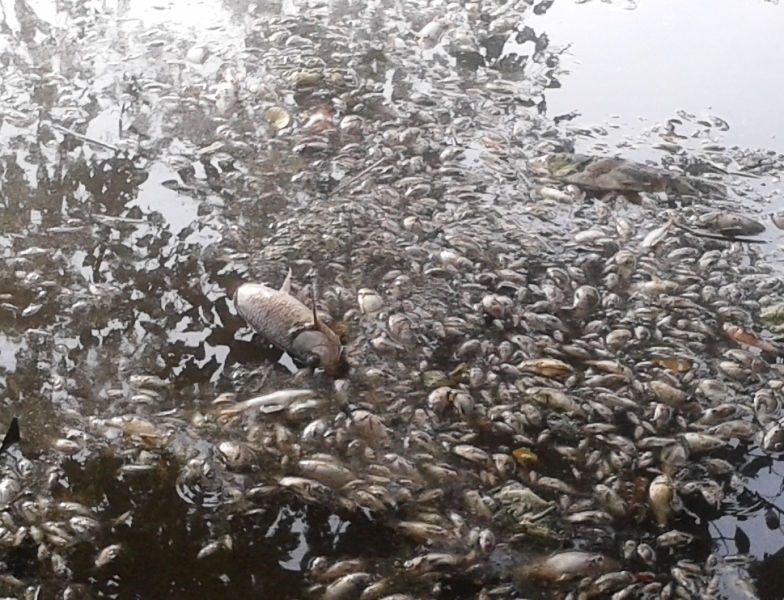 Cá chết hàng loạt trong hồ Mật Sơn giữa tháng 7/2016