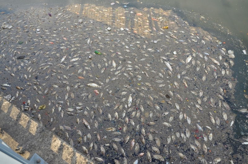 Cá chết trắng kênh Nhiêu Lộc – Thị Nghè giữa tháng 5/2016
