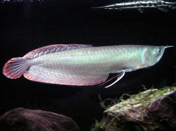 Cá rồng platium- loài cá cảnh đắt nhất thế giới