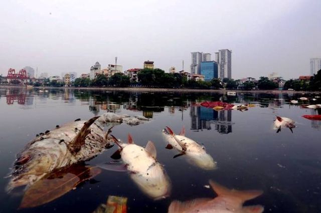 Cá to chết hàng loạt ở hồ Hoàng Cầu (Hà Nội) ngày 8/6/2016