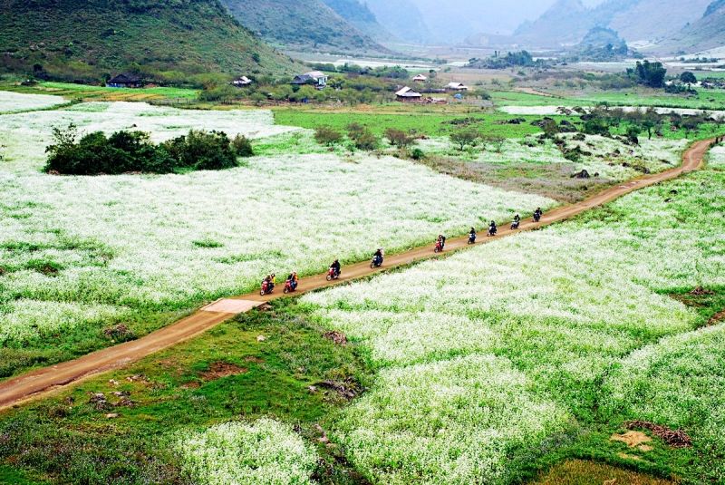 Cánh đồng hoa cải trắng ở Mộc Châu, Sơn La
