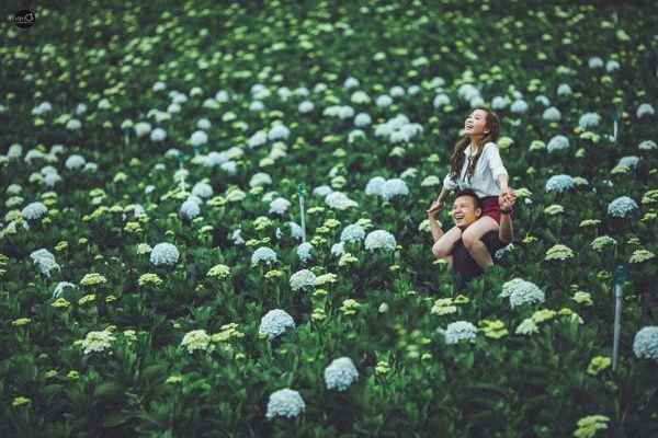 Cánh đồng hoa cẩm tú cầu ở Đà Lạt