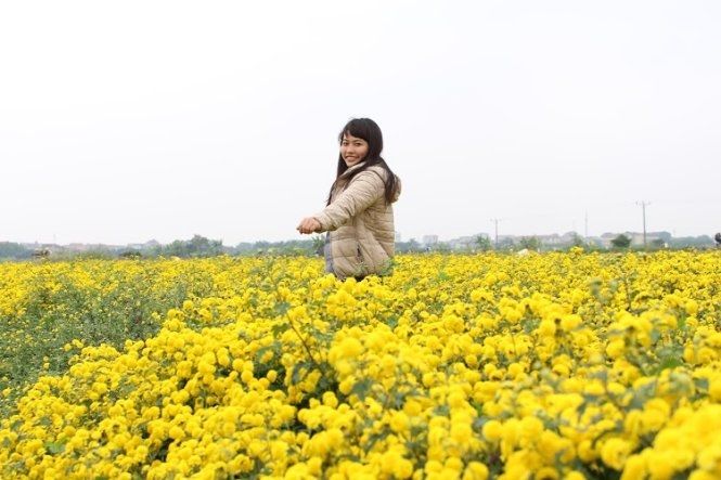 Cánh đồng hoa cúc vàng ở Hưng Yên