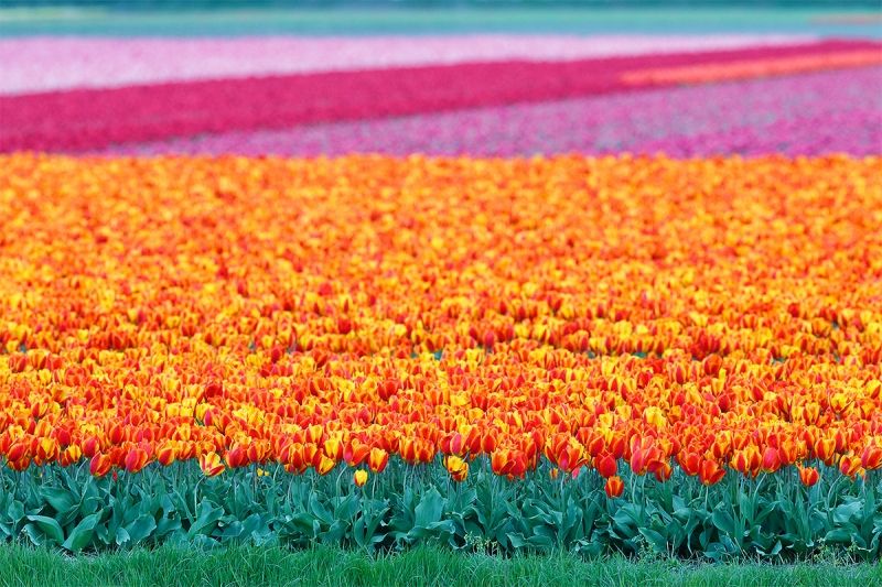 Cánh đồng hoa tulip - Lisse, Hà Lan