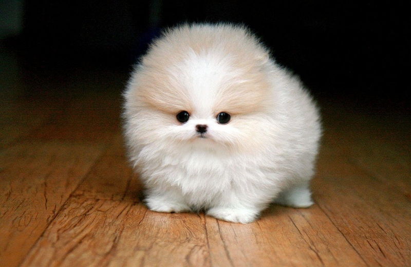 Chó Pomeranian ( chó Phốc sóc)