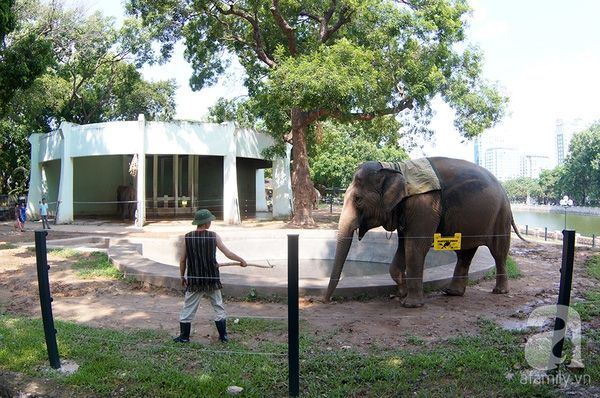 Chú voi ở vườn bách thú