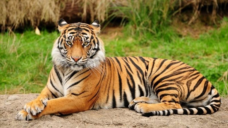 Con hổ trong vườn thú