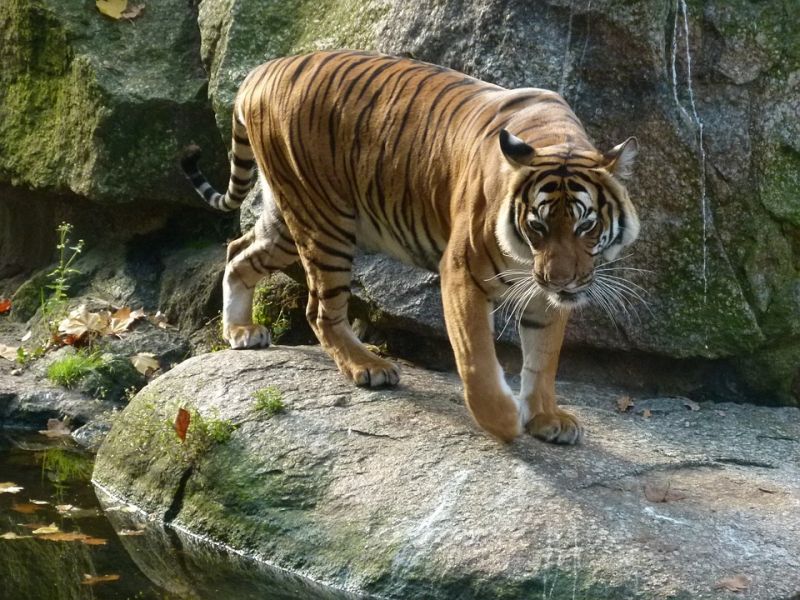 Con hổ trong vườn thú
