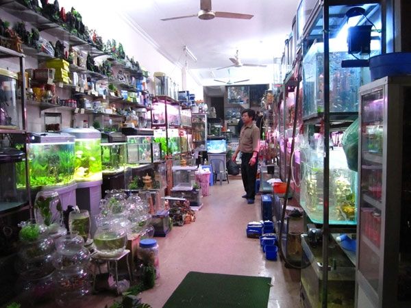 Cửa hàng cá cảnh Sơn Yến