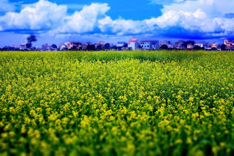 Cánh đồng hoa cải vàng - Gia Lâm (Hà Nội)