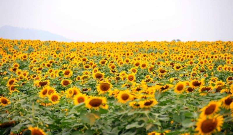 Cánh đồng hoa hướng dương - Nghệ An