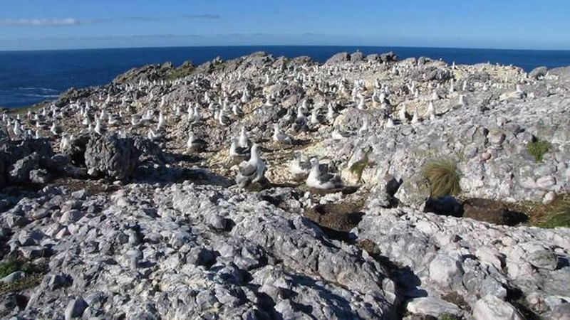 Đảo Albatross, Australia