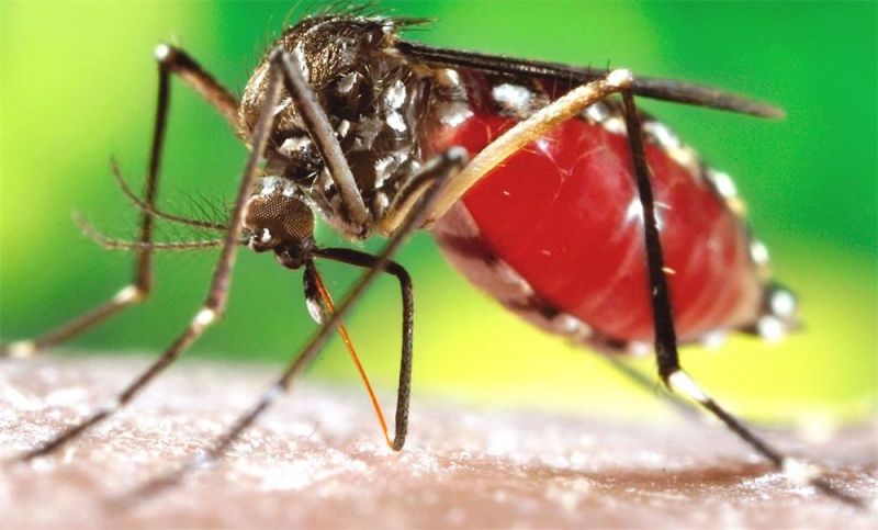 Điều gì trên cơ thể người thu hút muỗi