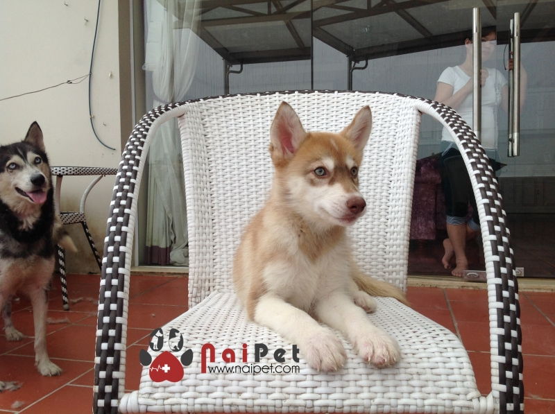 Dịch vụ trông giữ chó mèo ngày Tết Nai Pet