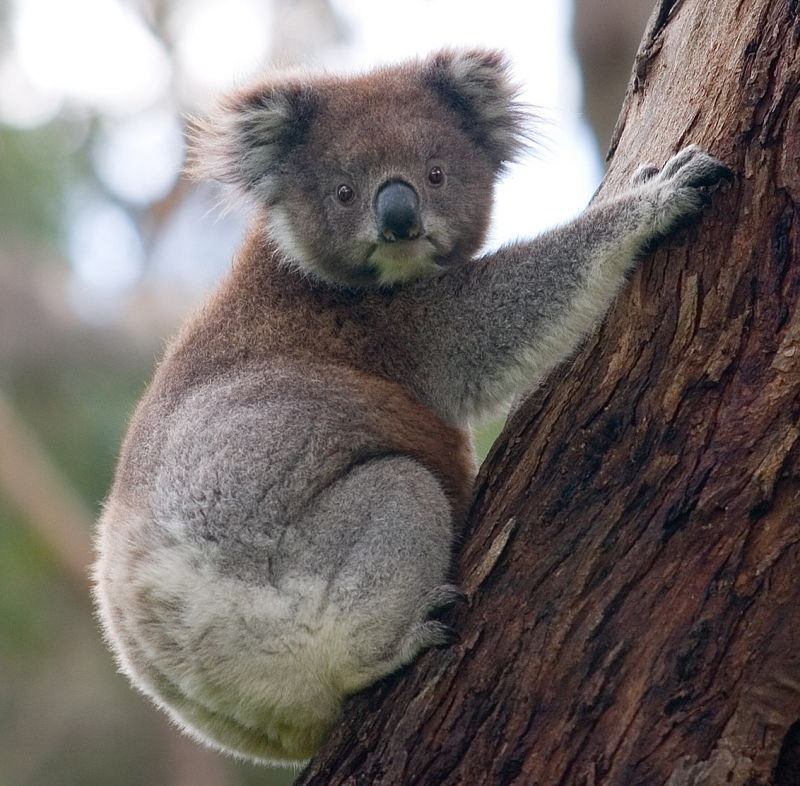 Gấu Koala (gấu túi)
