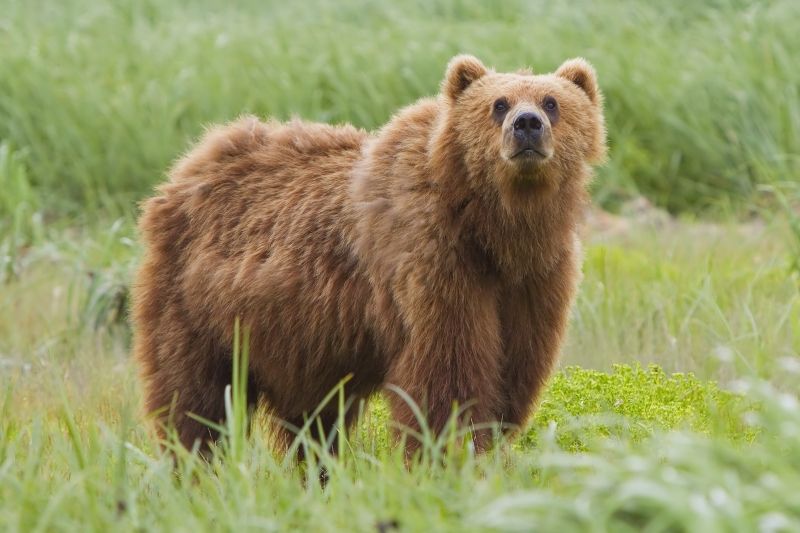 Gấu Kodiak