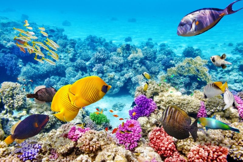Great Barrier Reef  (Úc)
