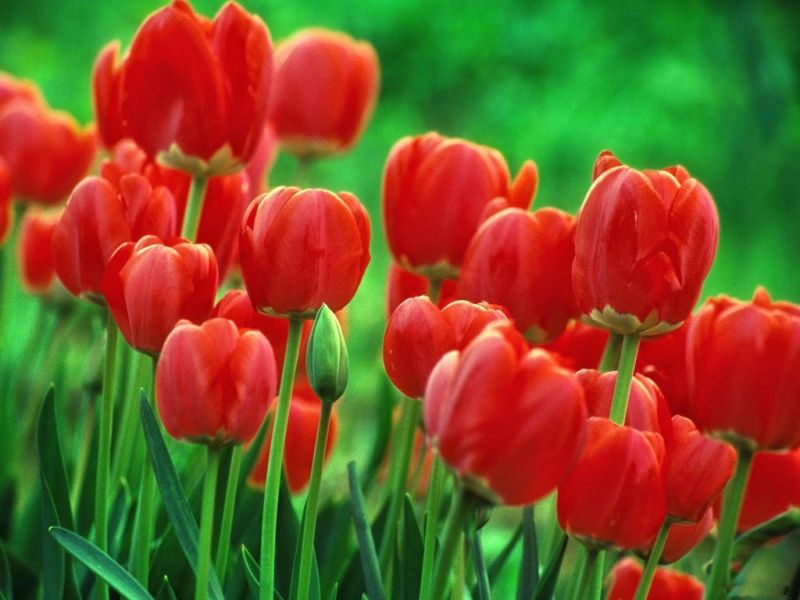 Hoa Tulip - Quốc hoa Hà Lan