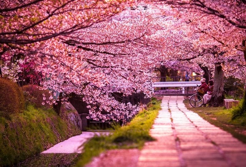Hoa anh đào - Quốc hoa Nhật Bản