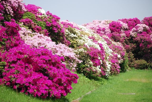 Hoa đỗ quyên - Quốc hoa Nepal