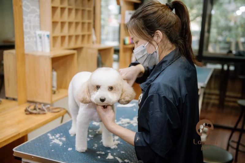 Học viện tạo mẫu lông chó Lanlan - Lanlan Pet Arts of dog grooming Academy