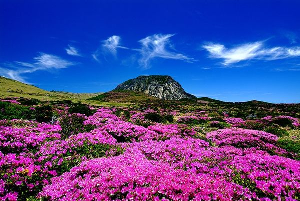 Jeju – thiên đường tình yêu của xứ Kim chi