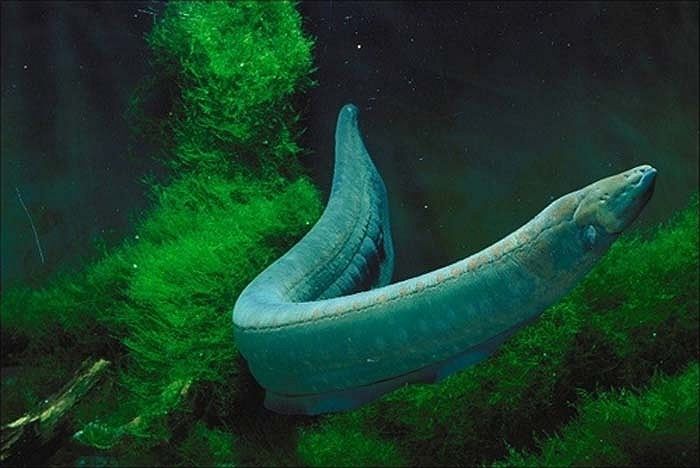 Lươn điện