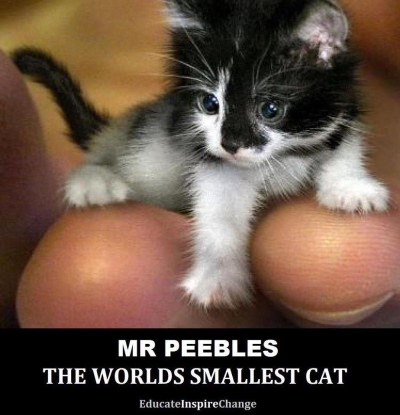 Mèo Mr. Peebles