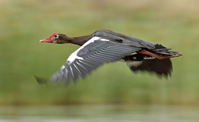 Ngỗng Spur Winged – 142km/h