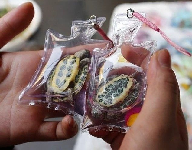 Ở Trung Quốc, bán dây đeo chìa khóa với các con rùa bên trong