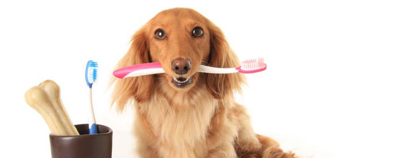 Procare Dental Gel - Kem đánh răng cho chó mèo