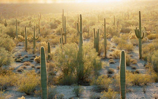 Sa mạc Chihuahua - Diện tích 362.000 km vuông
