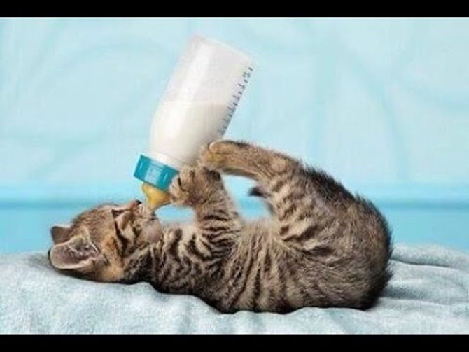 Sữa bột cho mèo Dr.Kyan Precaten