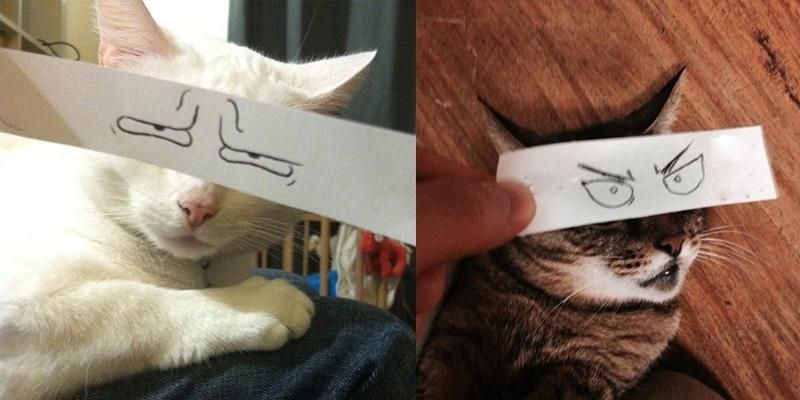 Vẽ mắt cho mèo