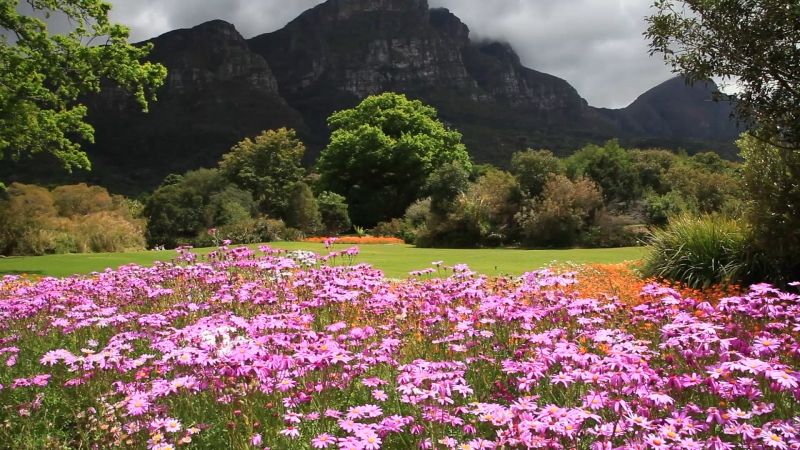 Vườn Bách Thảo Quốc gia Kirstenbosch - Nam Phi