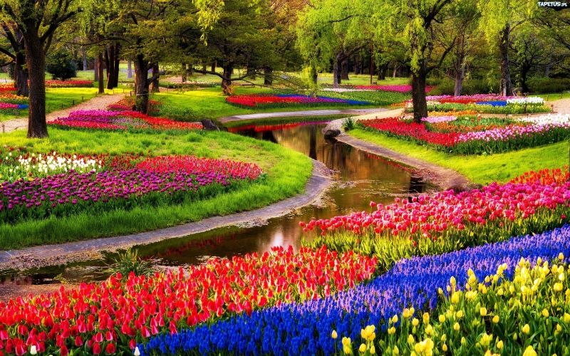 Vườn Keukenhof - Hà Lan