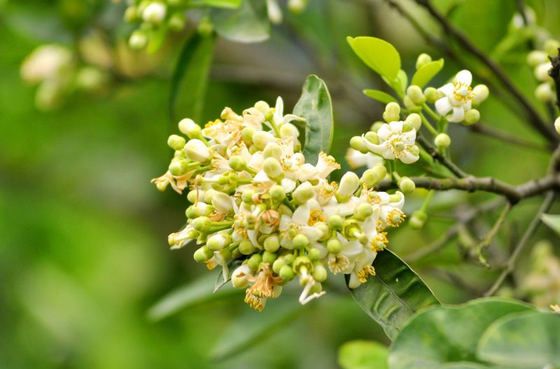 Bài thơ: Hoa bưởi tháng ba. - ﻿Ha Nguyen