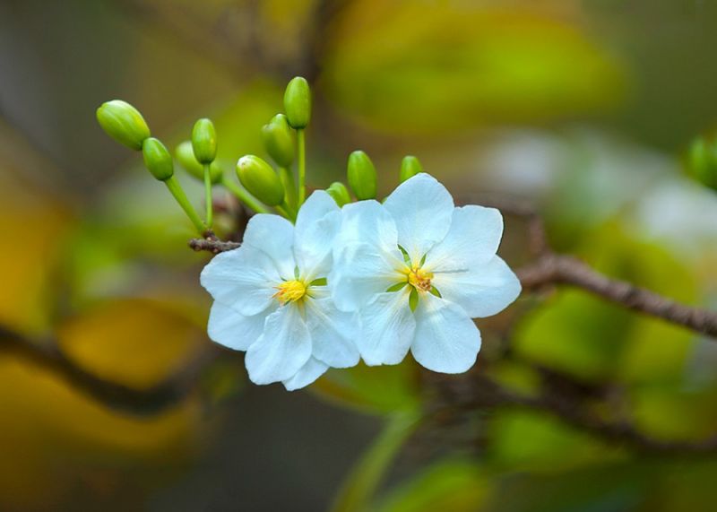 Bài thơ: NỖI NHỚ NHÀNH MAI