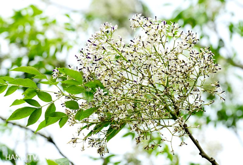 Bài thơ: THÁNG BA TRONG EM - ﻿Hạ Như Trần