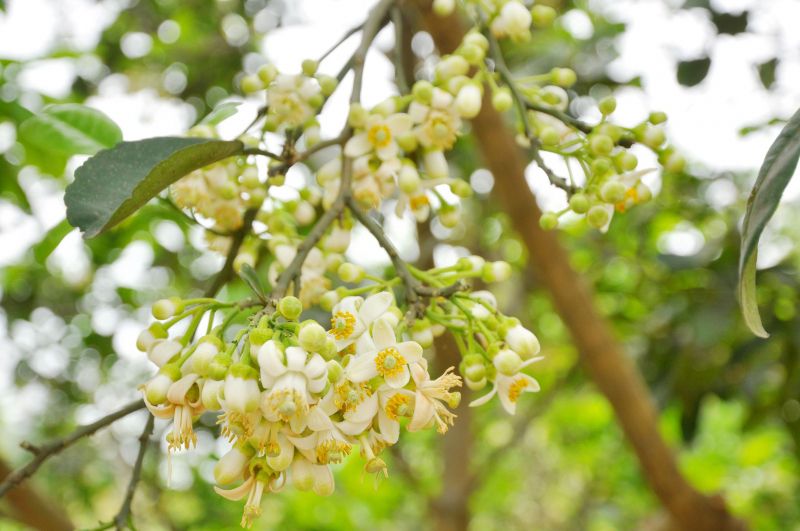 Bài thơ: THÁNG BA XÔN XAO - Tony Bui