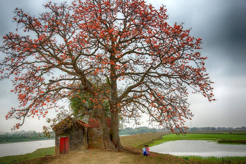 Bài thơ: THÁNG BA ﻿- Phạm Tân Dân