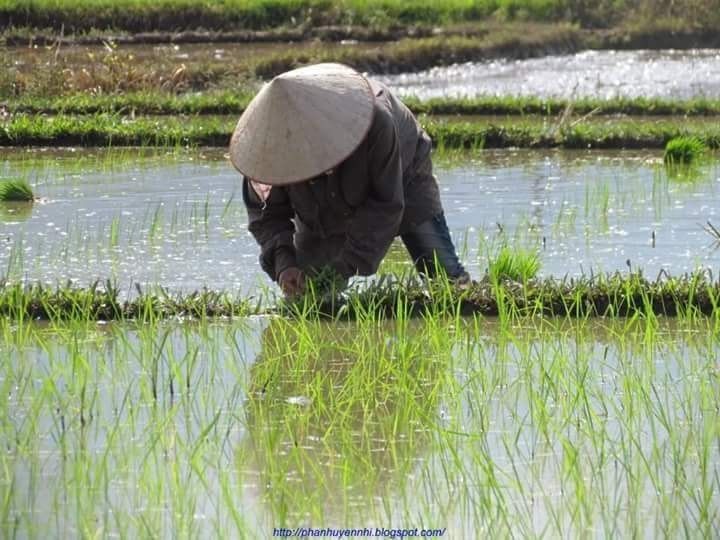 Bài thơ: THƯƠNG MẸ QUÊ NHÀ - Nguyễn Thị Khánh Hà