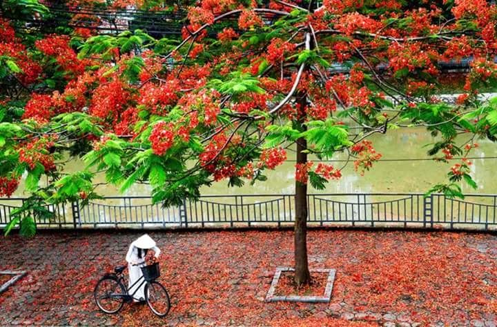 Bài thơ: Tìm lại tháng tư - Lê Đình Tiến