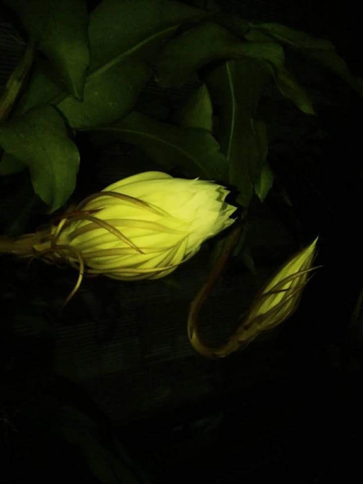 Bài thơ: Tình ta kết bằng hoa quỳnh - Đông Hòa