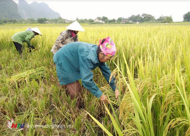 Bài thơ: Trên cánh đồng đảm đang